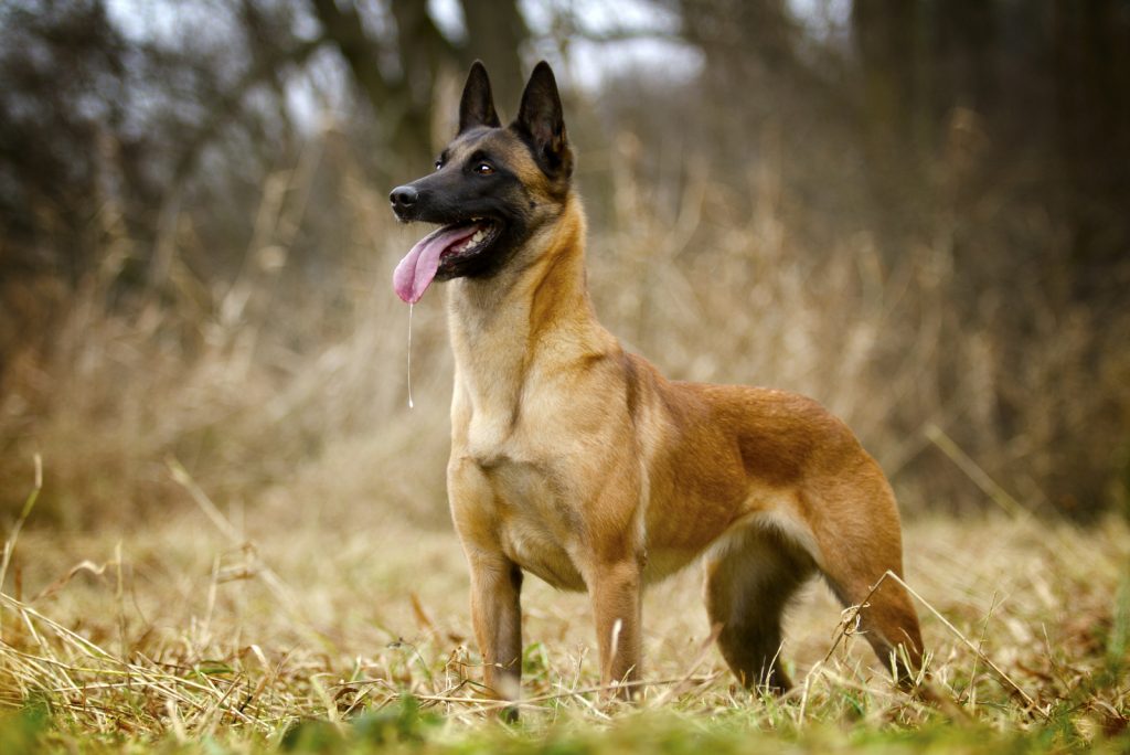 belgian malinois long hair