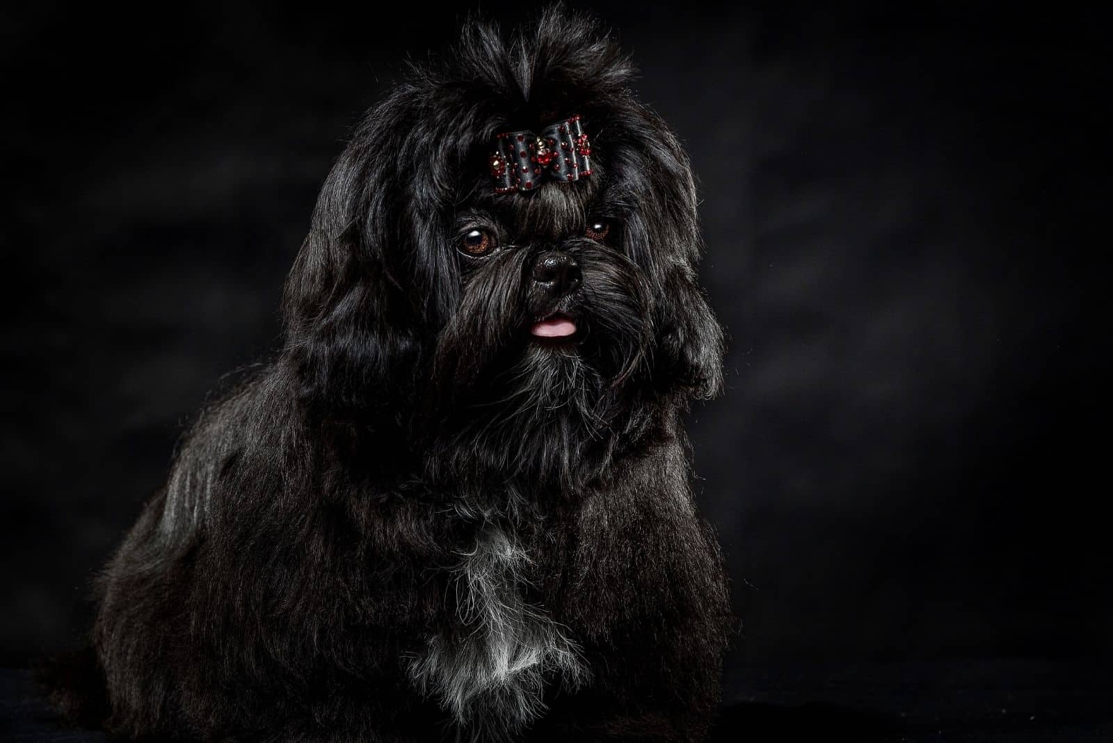 beautiful black shih tzu with ribbon on hair posing in black background