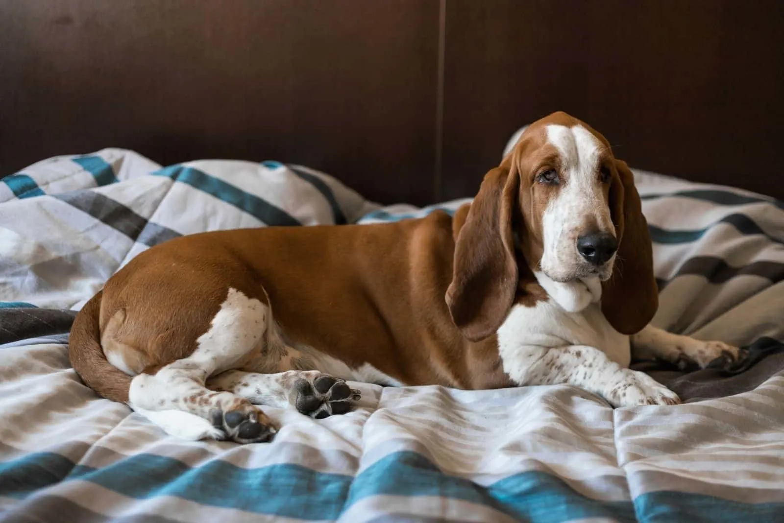 beautiful brown white basset hound resting in the bed