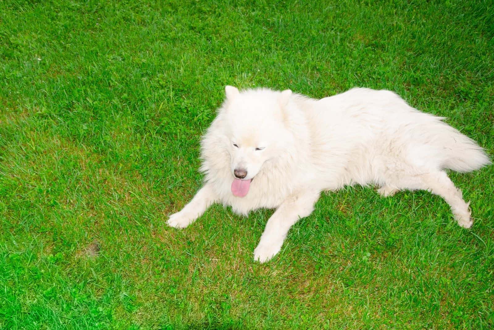 beautiful samoyed dog lying down on the grass