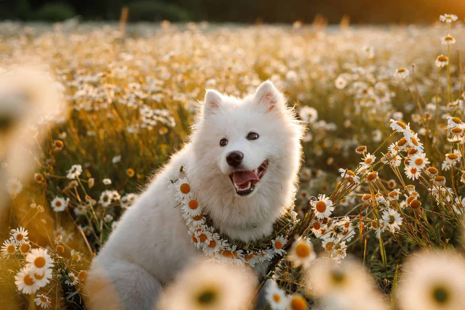 beautiful samoyed laika in daisies smiling with daisy garland