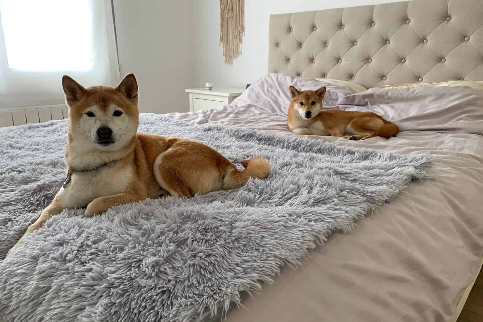 beautiful shiba inus lying comfortably in bed