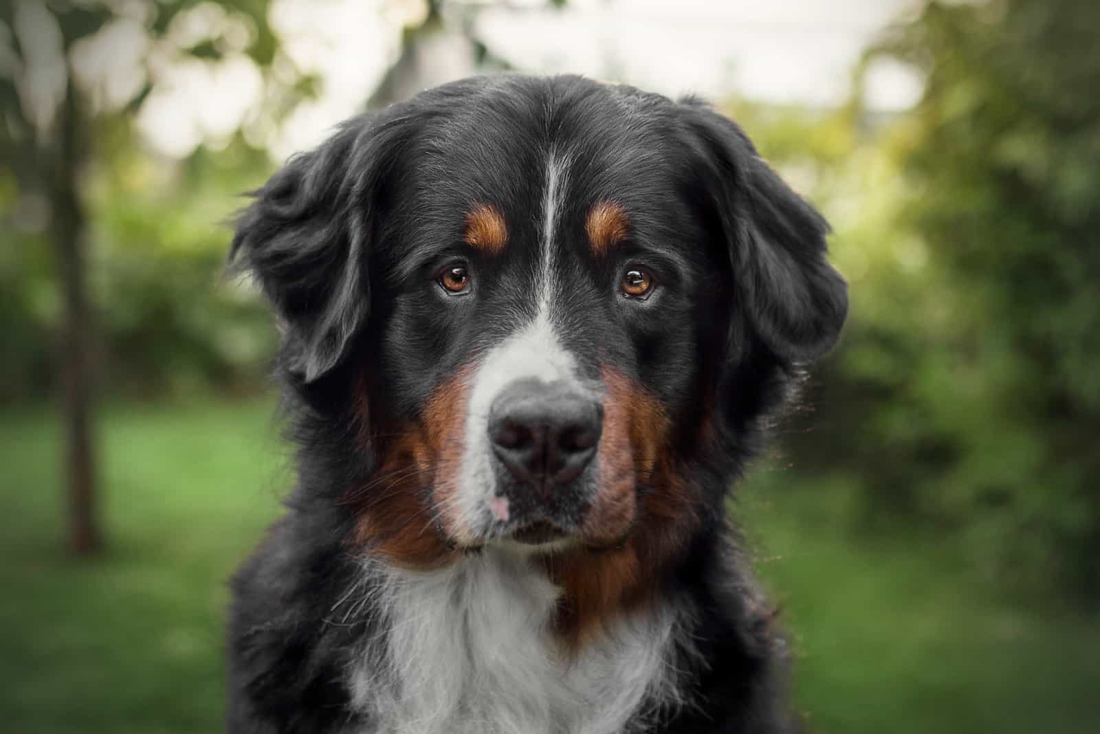 bernese mountain dog in park