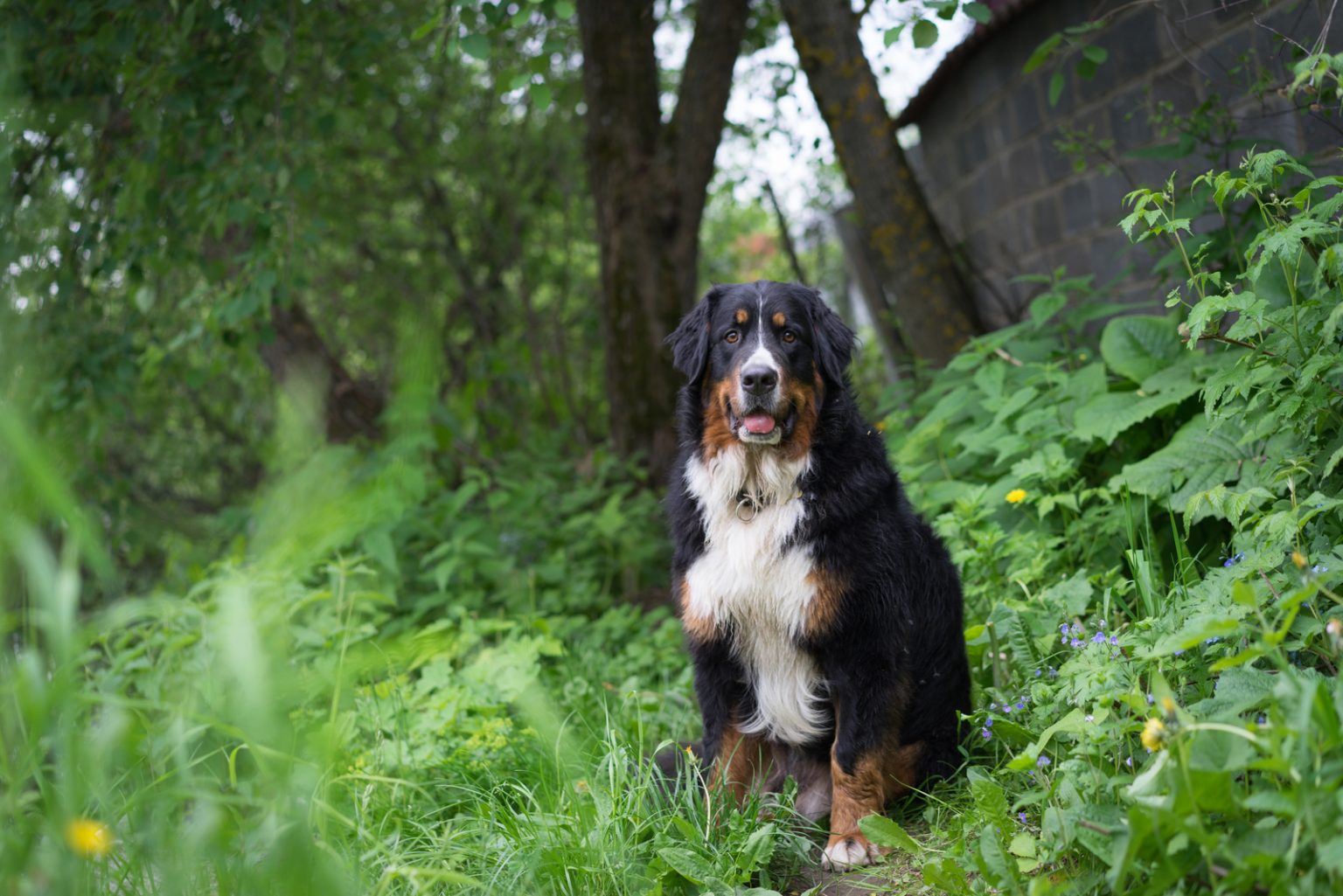 Male Vs. Female Bernese Mountain Dog Which One Should You Get?