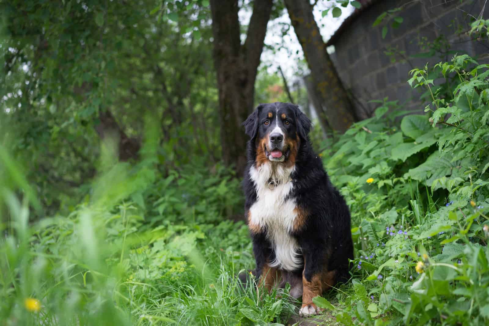 bernese mountain dog sitting in nature