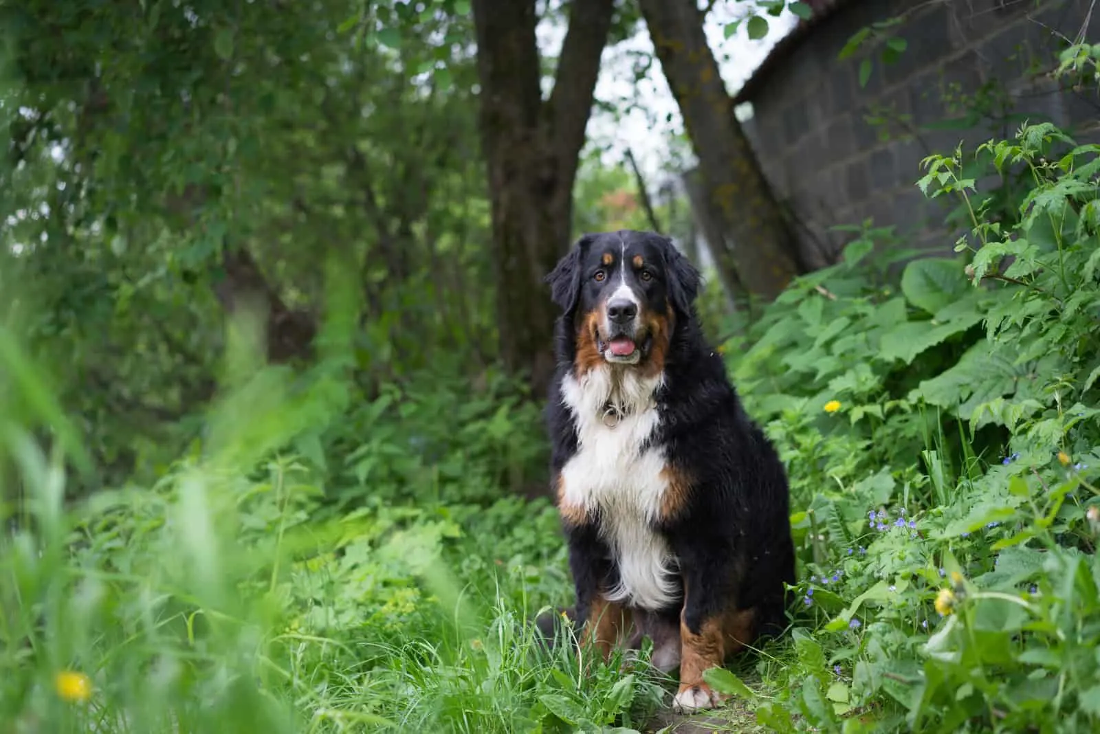 bernese mountain dog sitting in nature