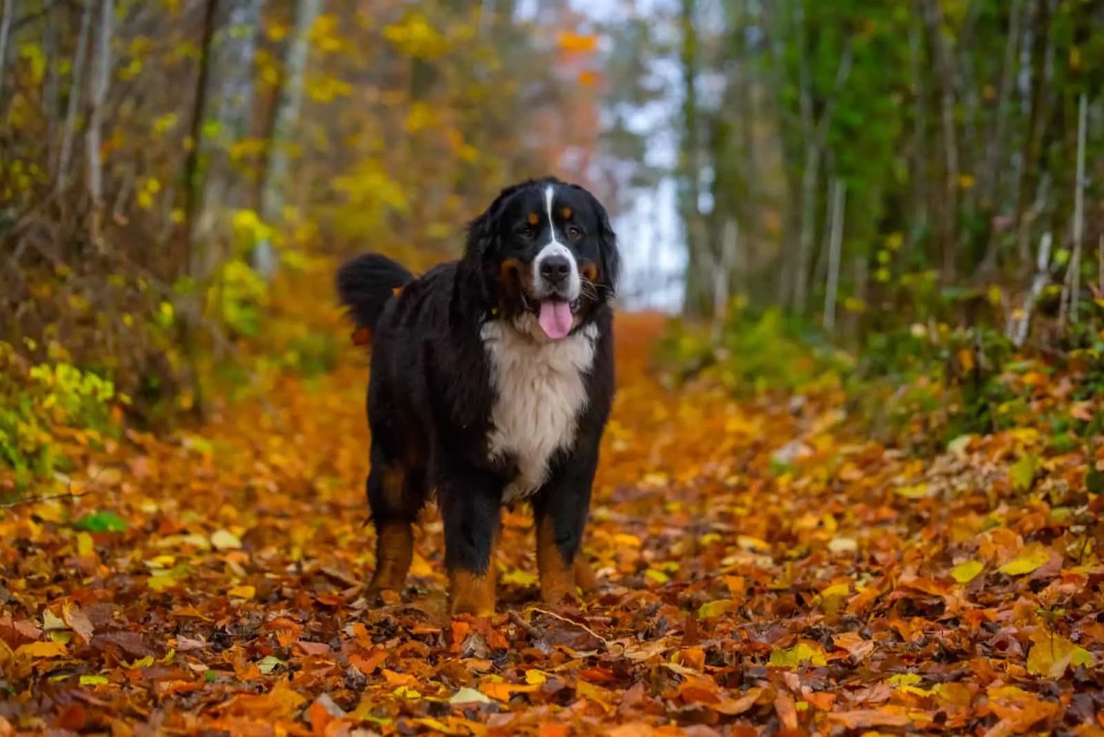 bernese mountain dog standing on the leaves