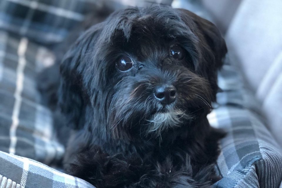 What's A Morkie Poo? Everything About This Hip Designer Breed