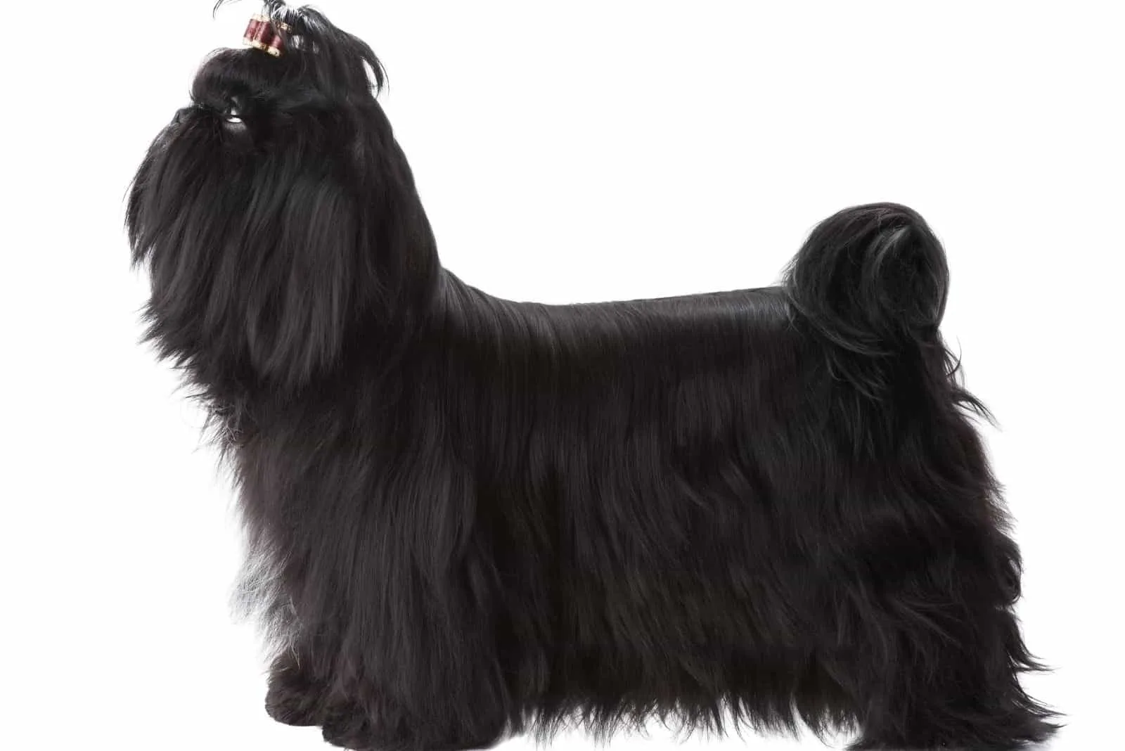 black adult shih tzu standing in sideview