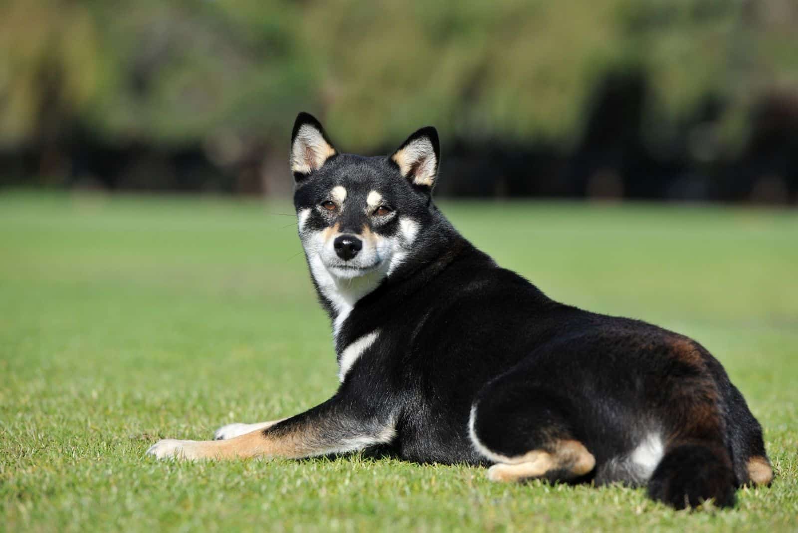 black and tan shiba inu dog sitting on the ground looking at the camera