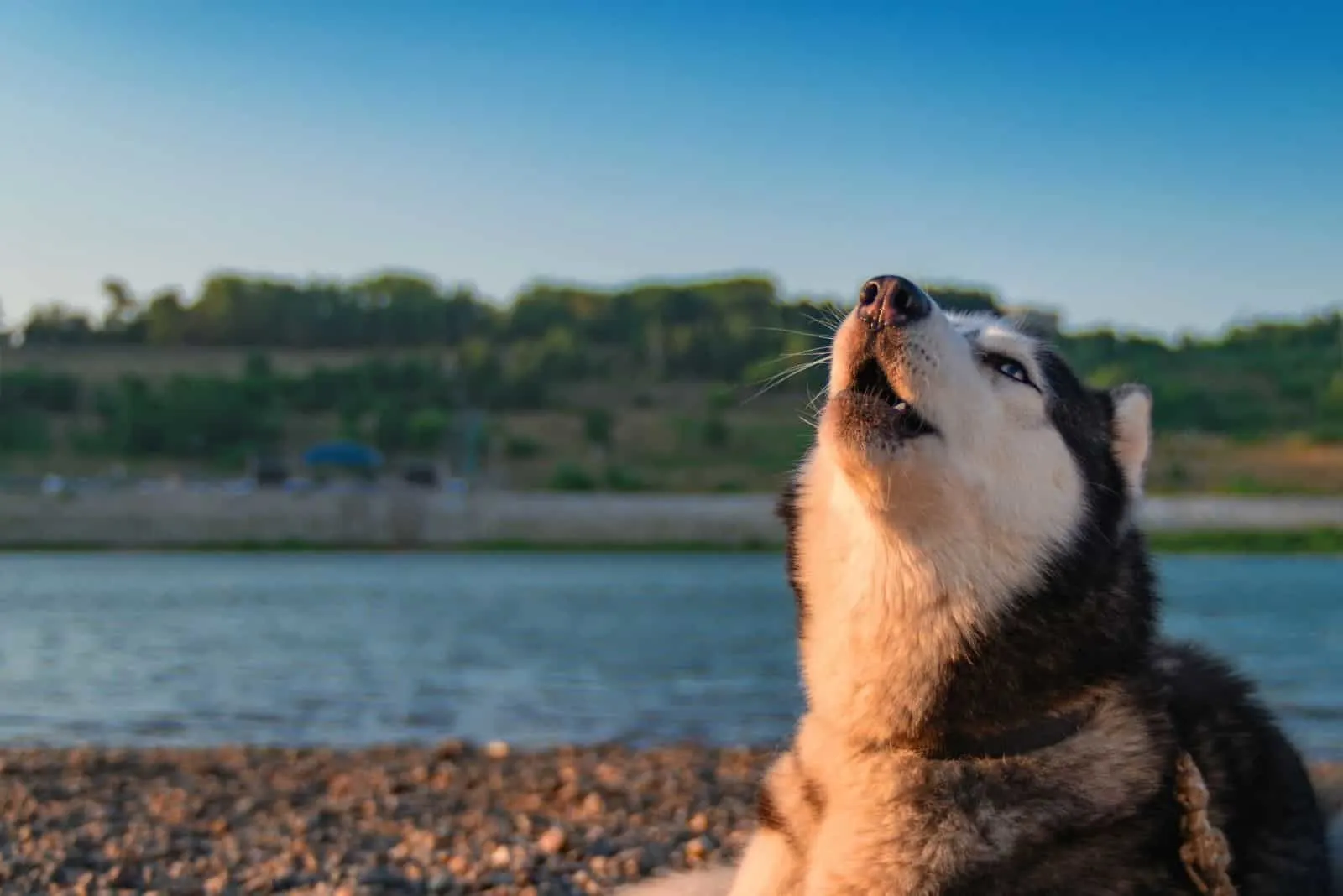 black and white husky dog howling near the body of water