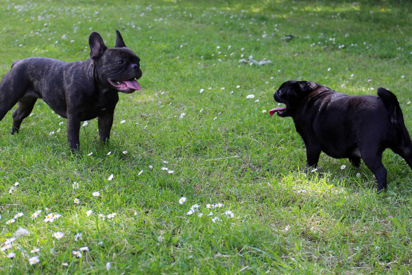 black french bulldog and a black pug look at each other