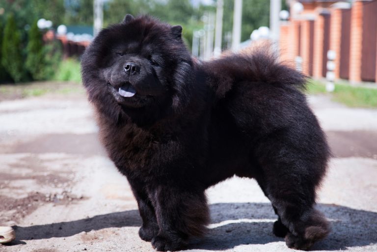 Male Vs Female Chow Chow Who Will Win This Battle?