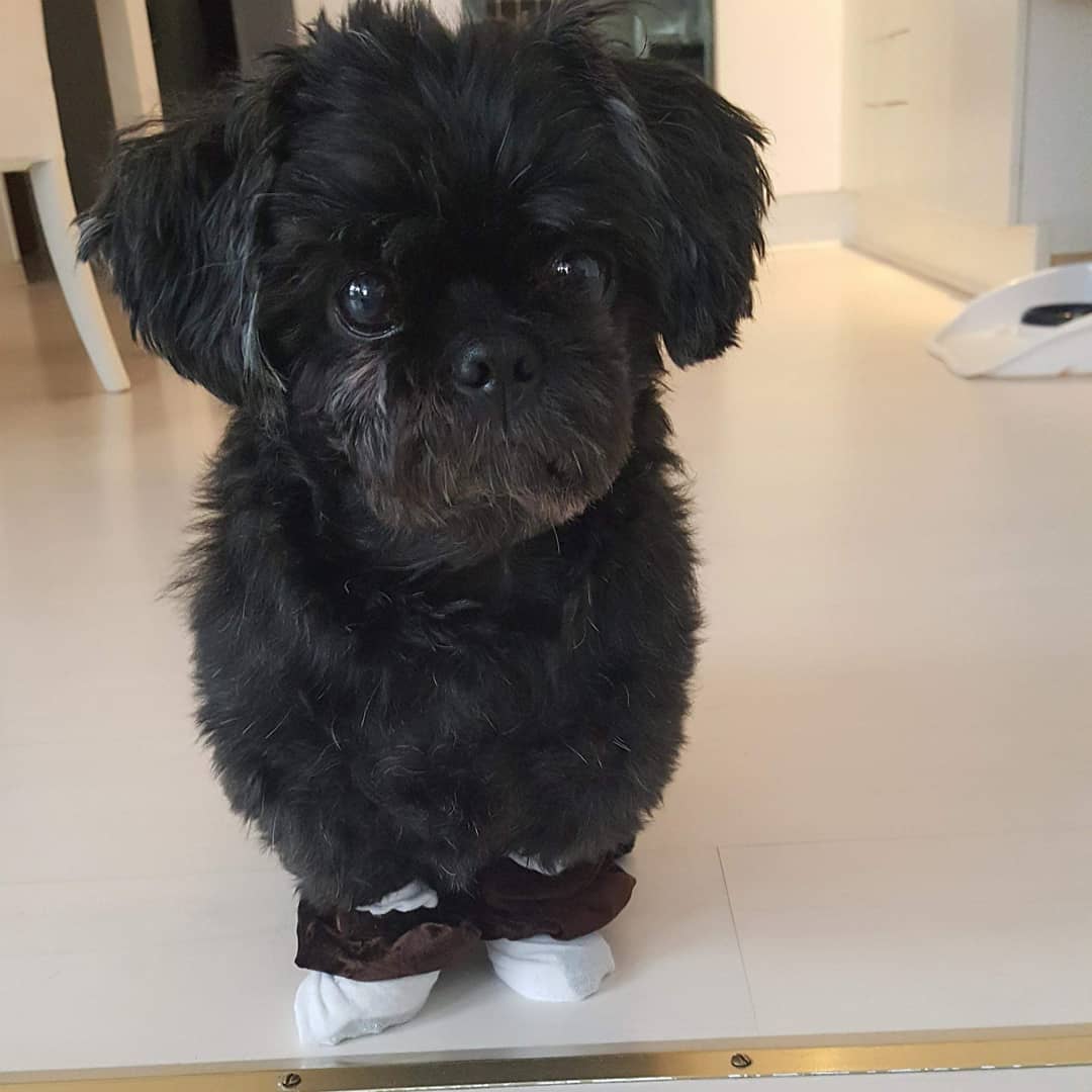 black shih tzu puppy