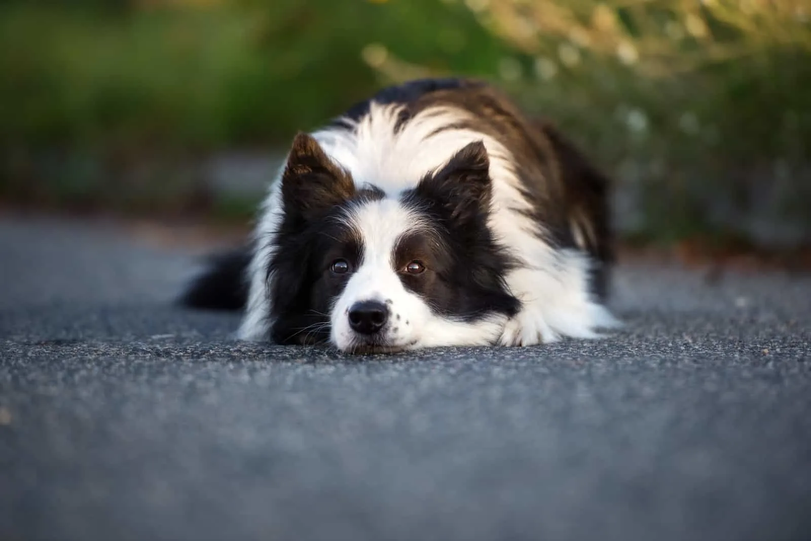 border collie dog lying down outdoors