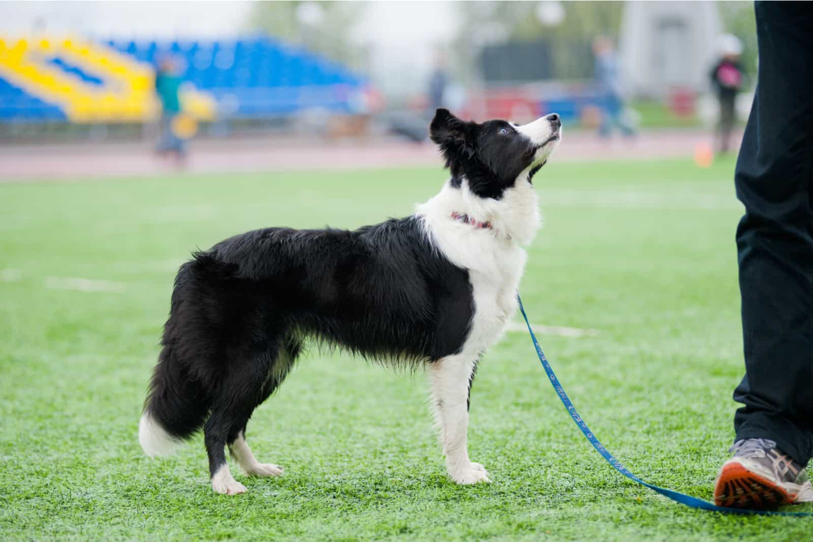 border collie dog stands near his owner