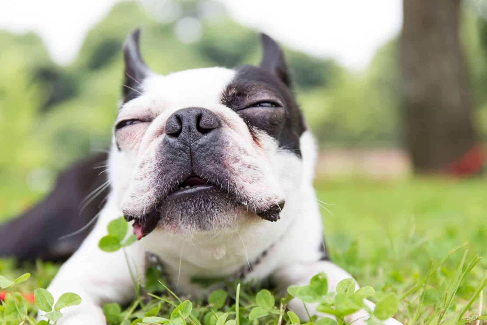 boston terrier pup closing eyes and lying down outdoors
