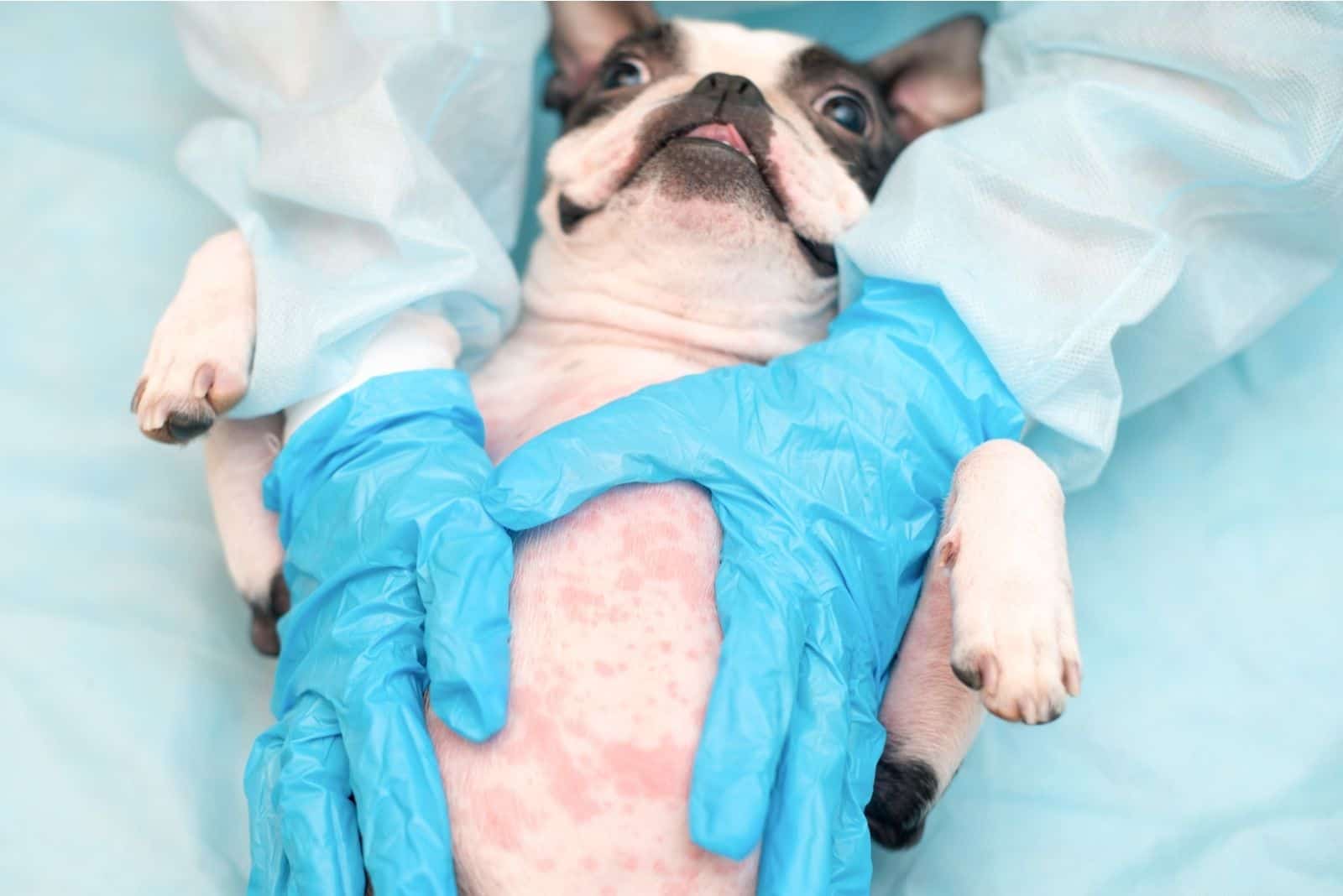 boston terrier with allergies being checked by the veterinarian
