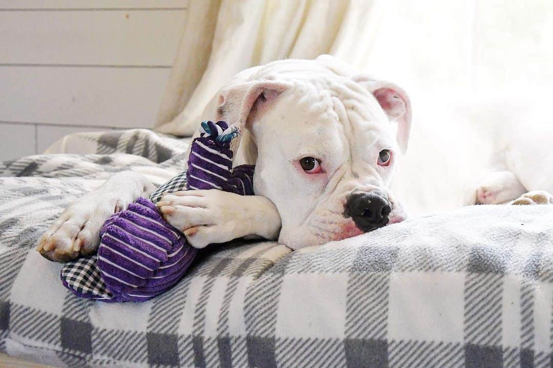 boxer dog lying on bed