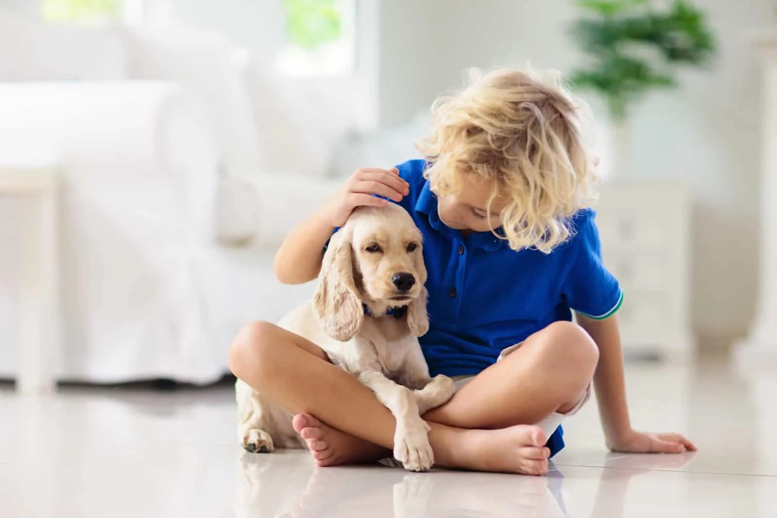 boy and American cocker spaniel at home