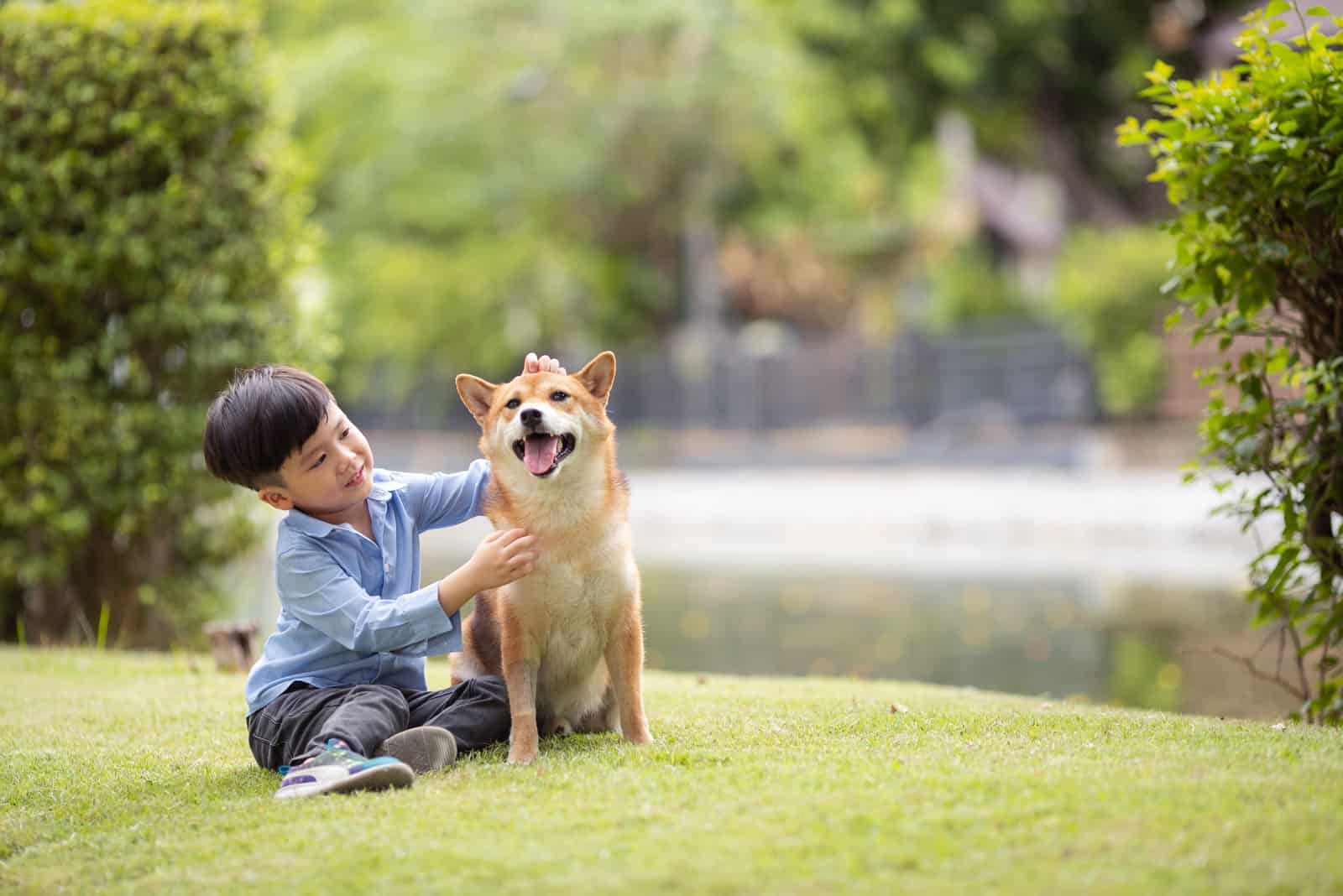 boy and Shiba Inu dog are enjoying playing