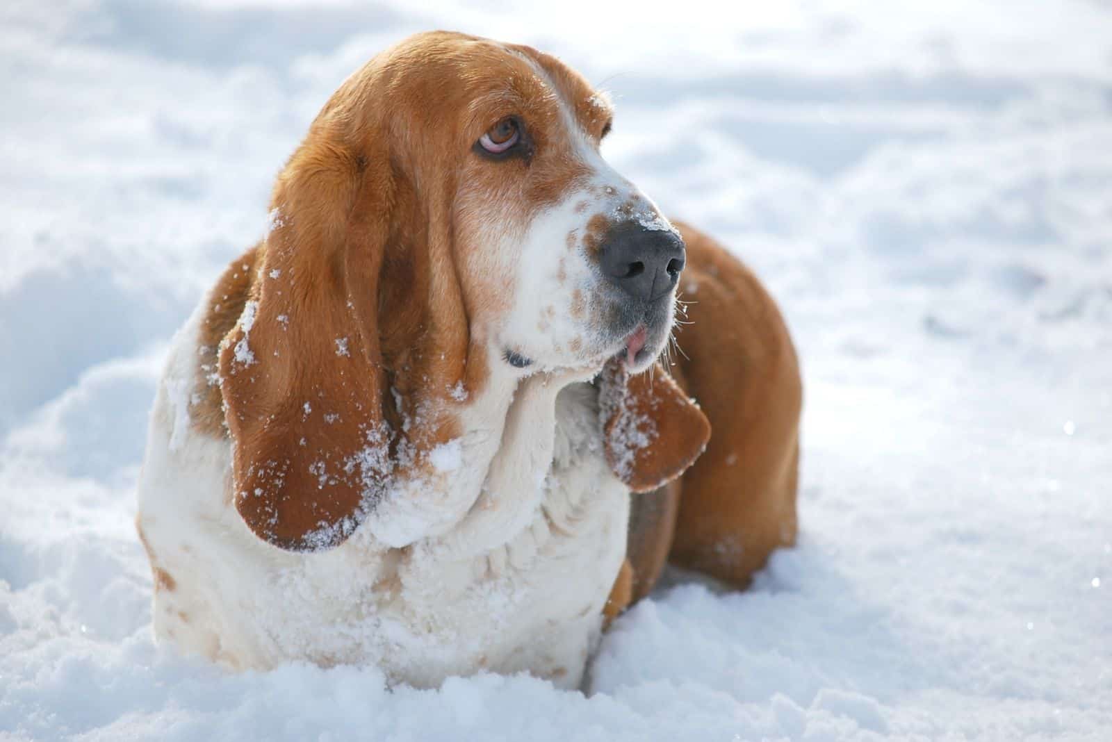 brown basset hound standing in the snowy outdoors