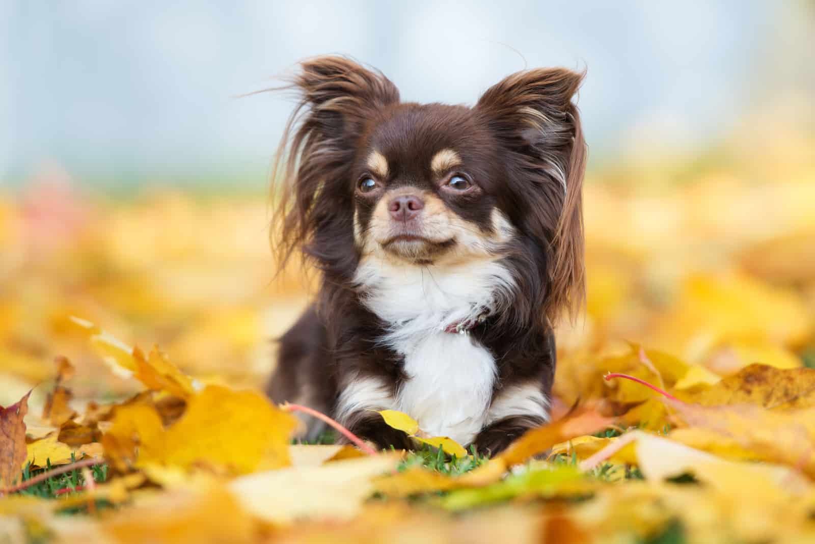brown chihuahua dog posing in fallen leaves