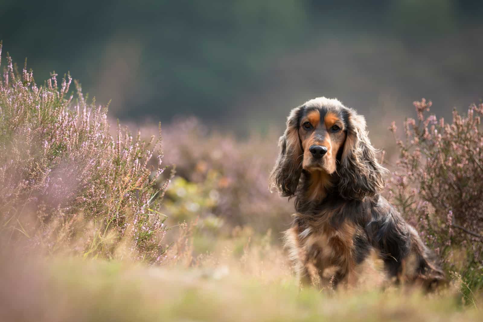 brown cocker spaniel in a field of purple heather