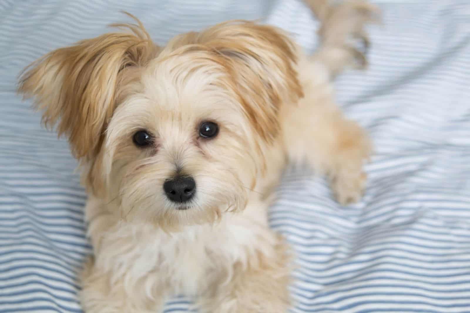 brown morkiepoo in bed