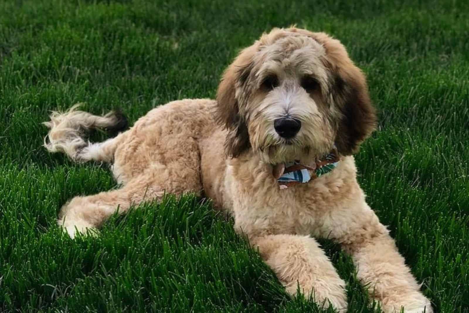 brown saint berdoodle in grass