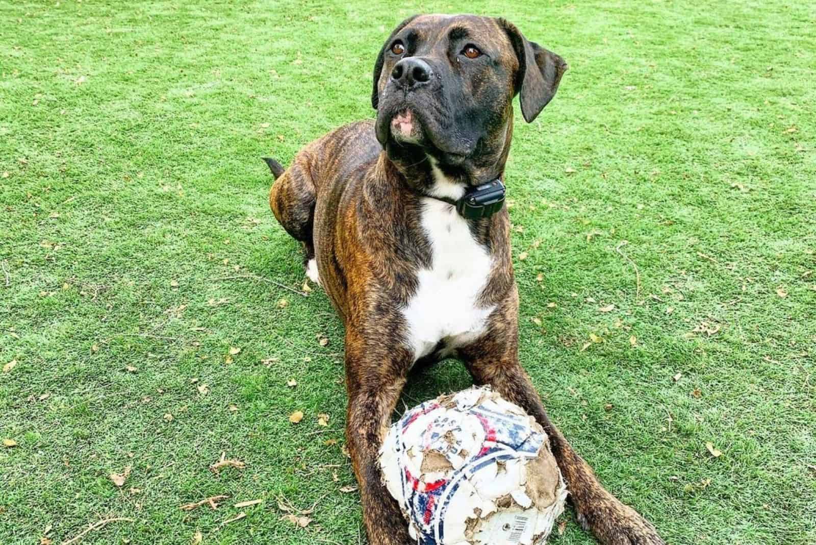 cane corso boxer mix boxer corso