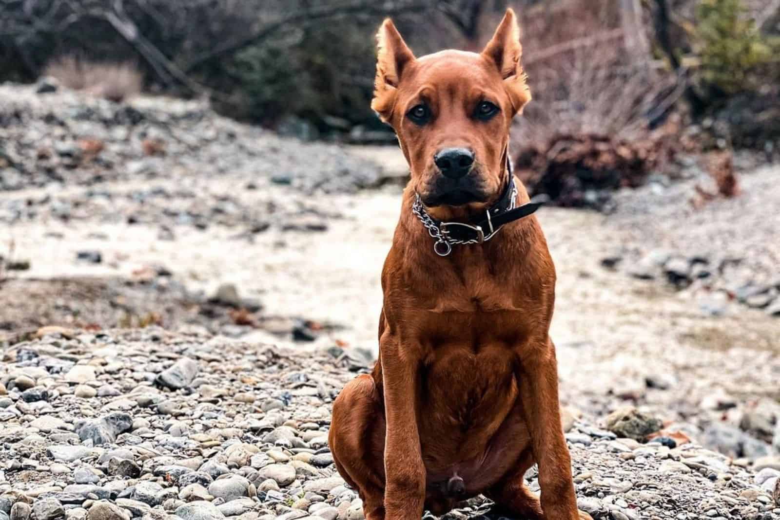 cane corso doberman mix dobercorso