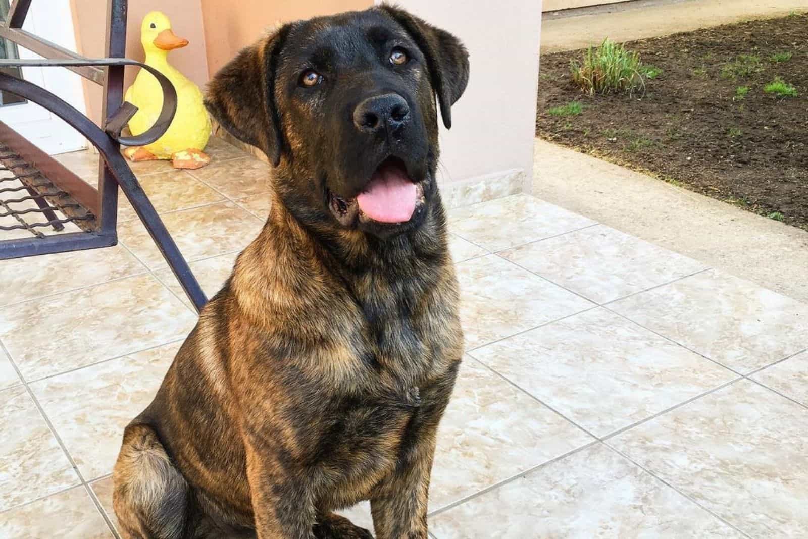 cane corso german shepherd mix german corso