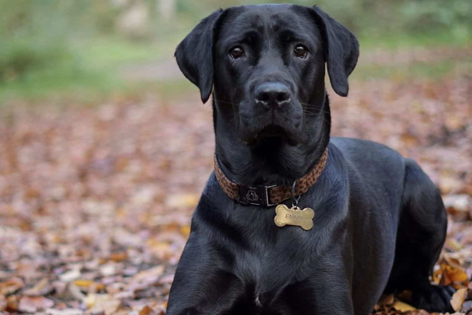 cane corso labrador mix