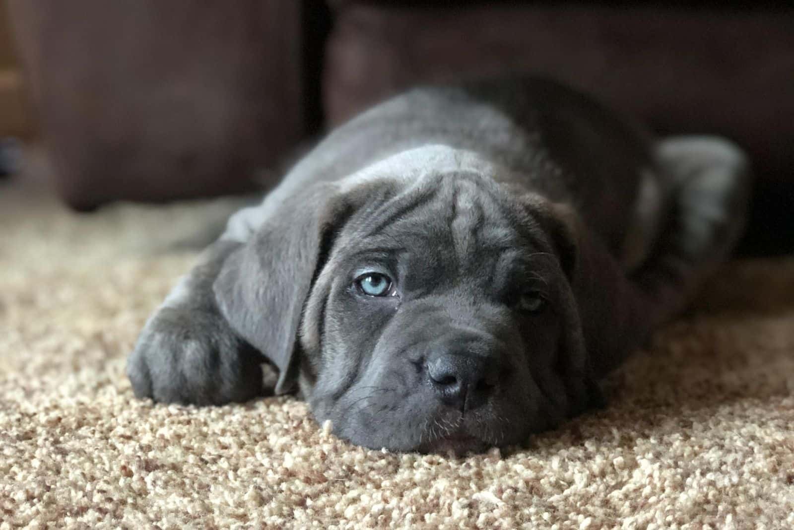 cane corso mastiff mix mast corso