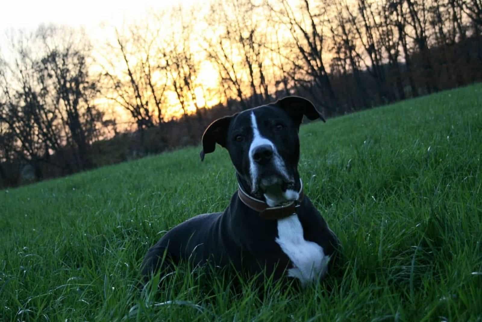 cane corso pit bull mix pit corso