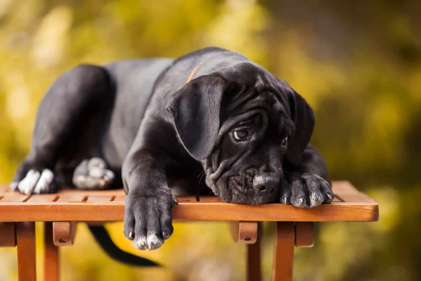 cane corso puppy lying on a wooden bench outdoors 