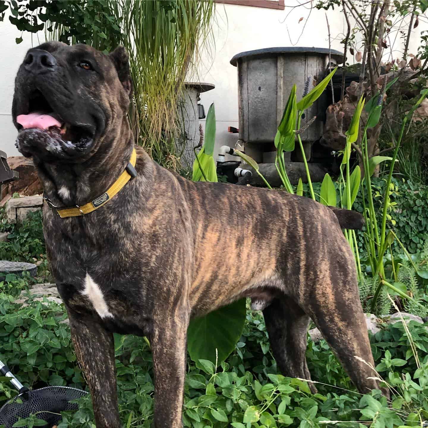 chestnut brindle cane corso