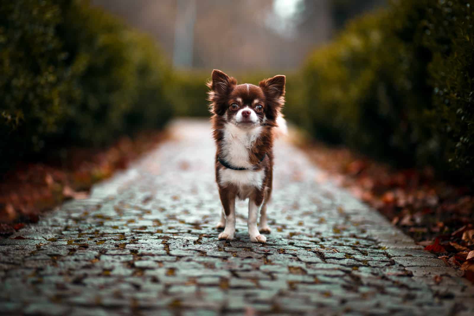 beautiful chihuahua dog standing outdoors