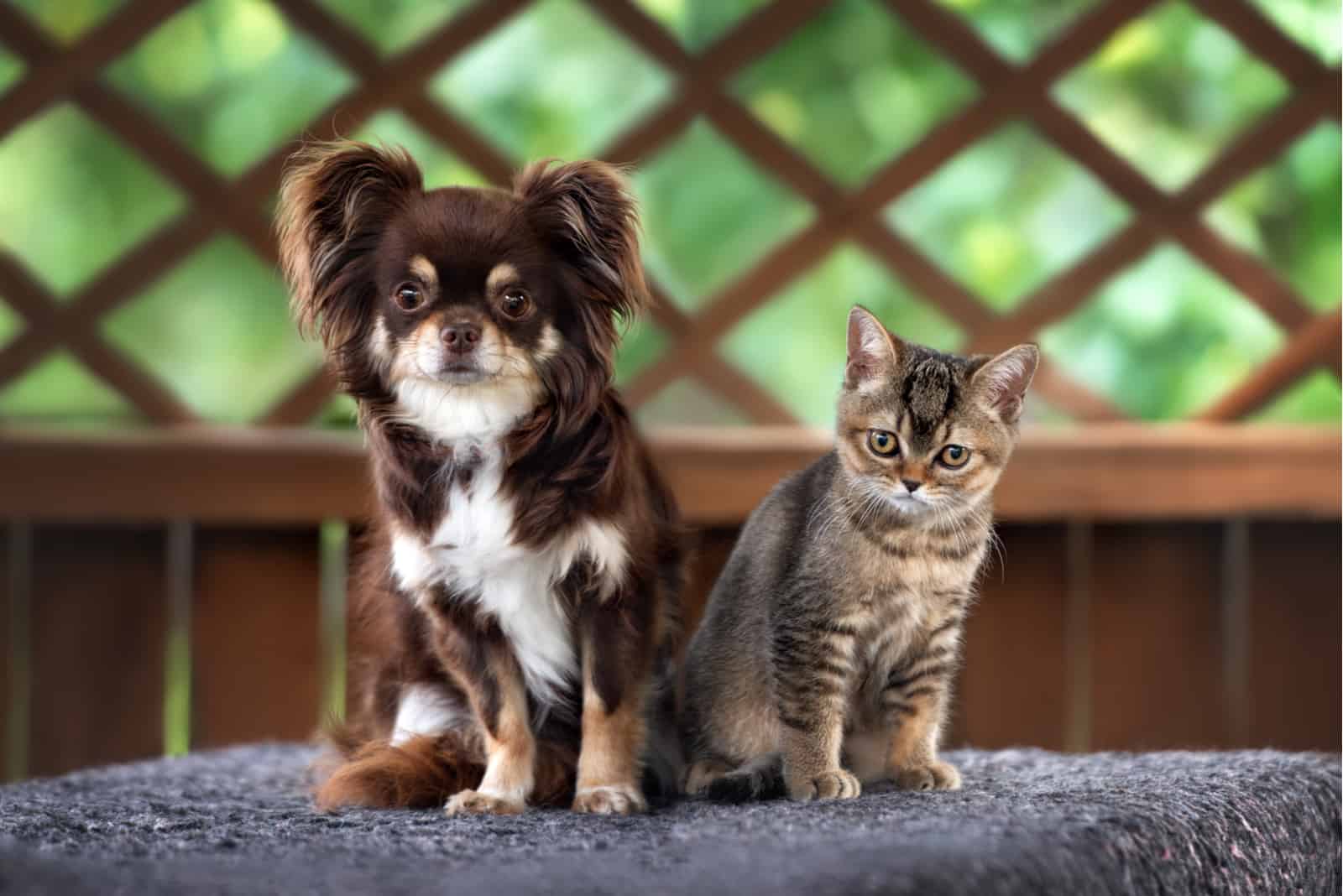 chihuahua dog with a british shorthair kitten