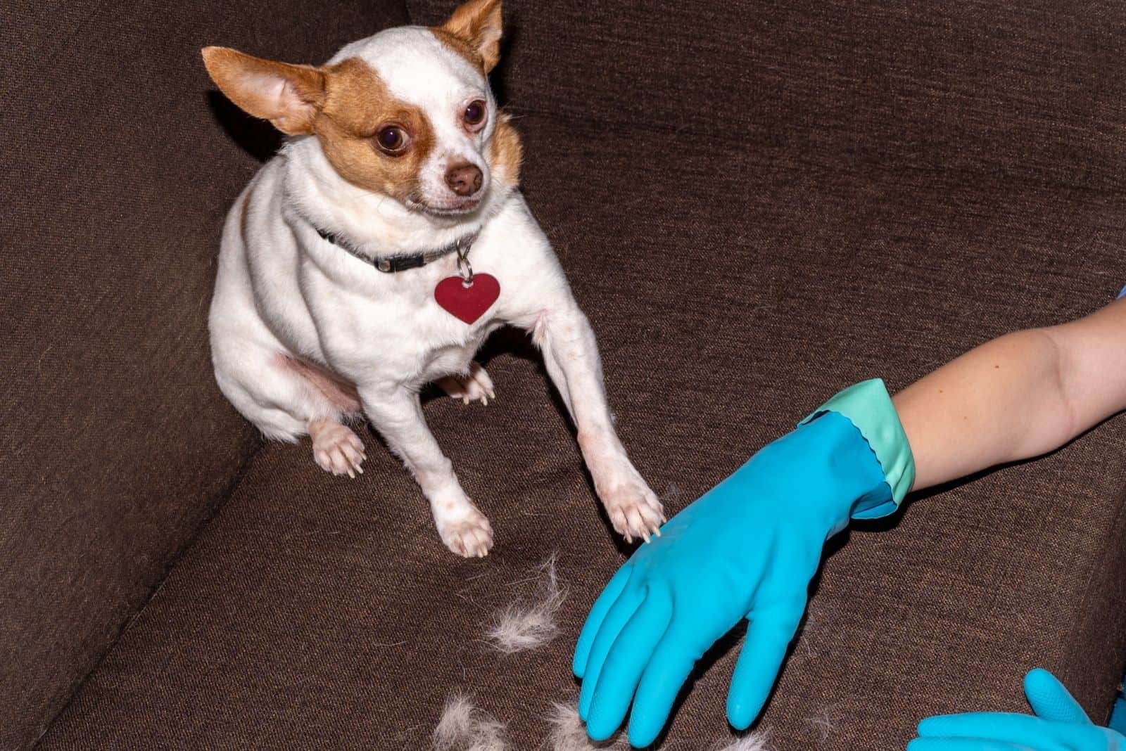 chihuahua shedding off fur cleaned by a person in the sofa