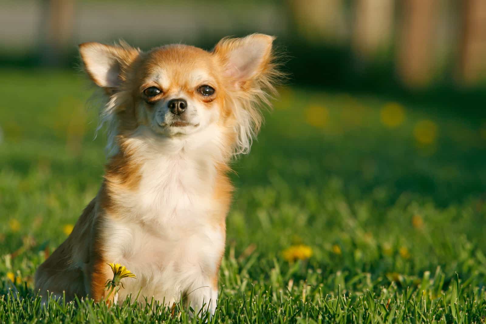 Chihuahua assis dans l'herbe