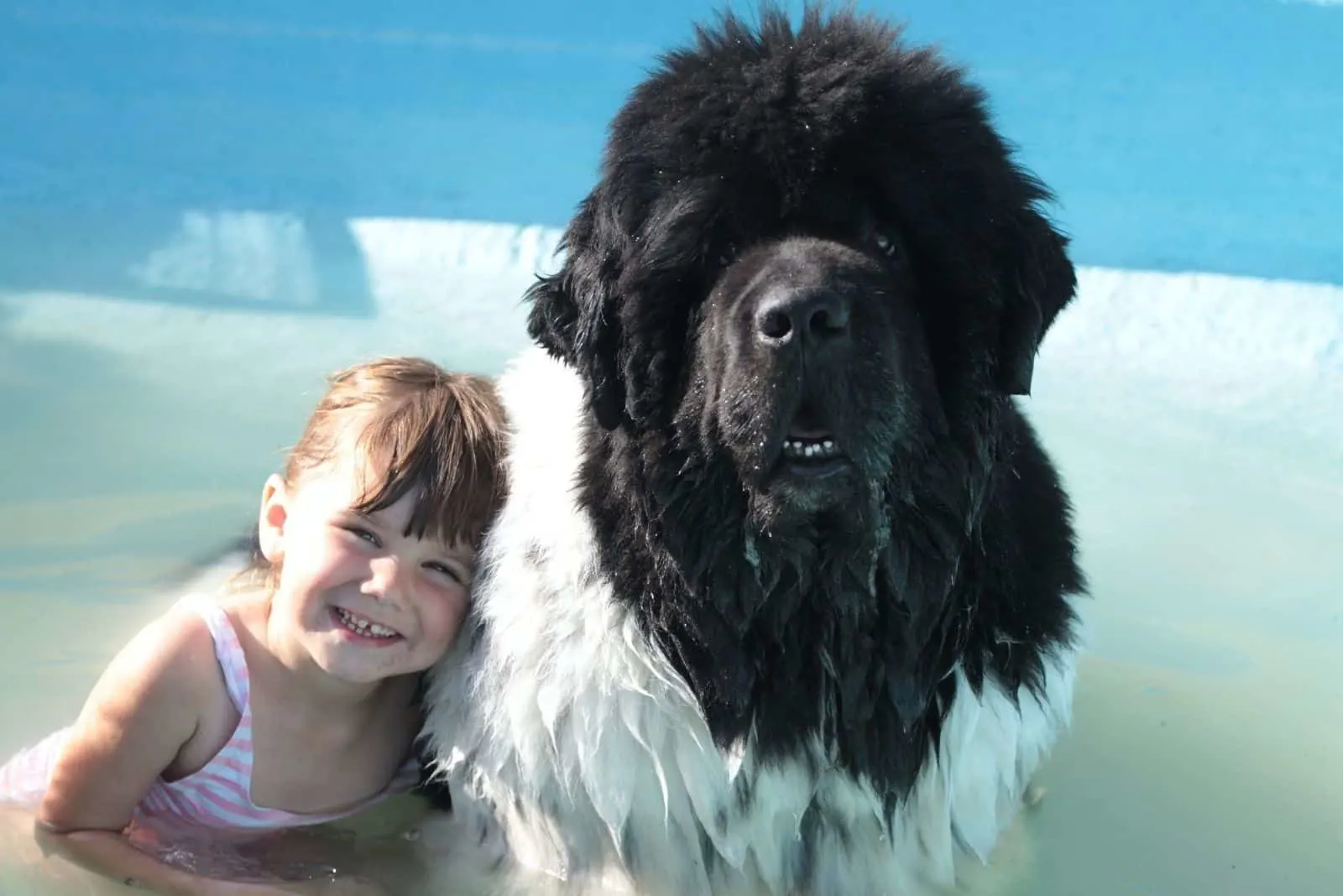 child with newfoundland big dog in the pool