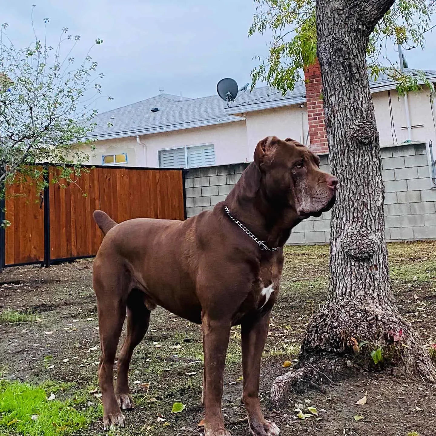 chocolate cane corso