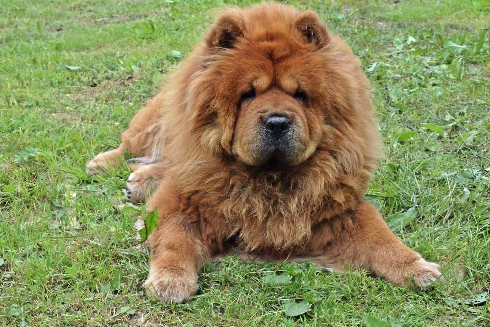 chow-chow dog on the green grass