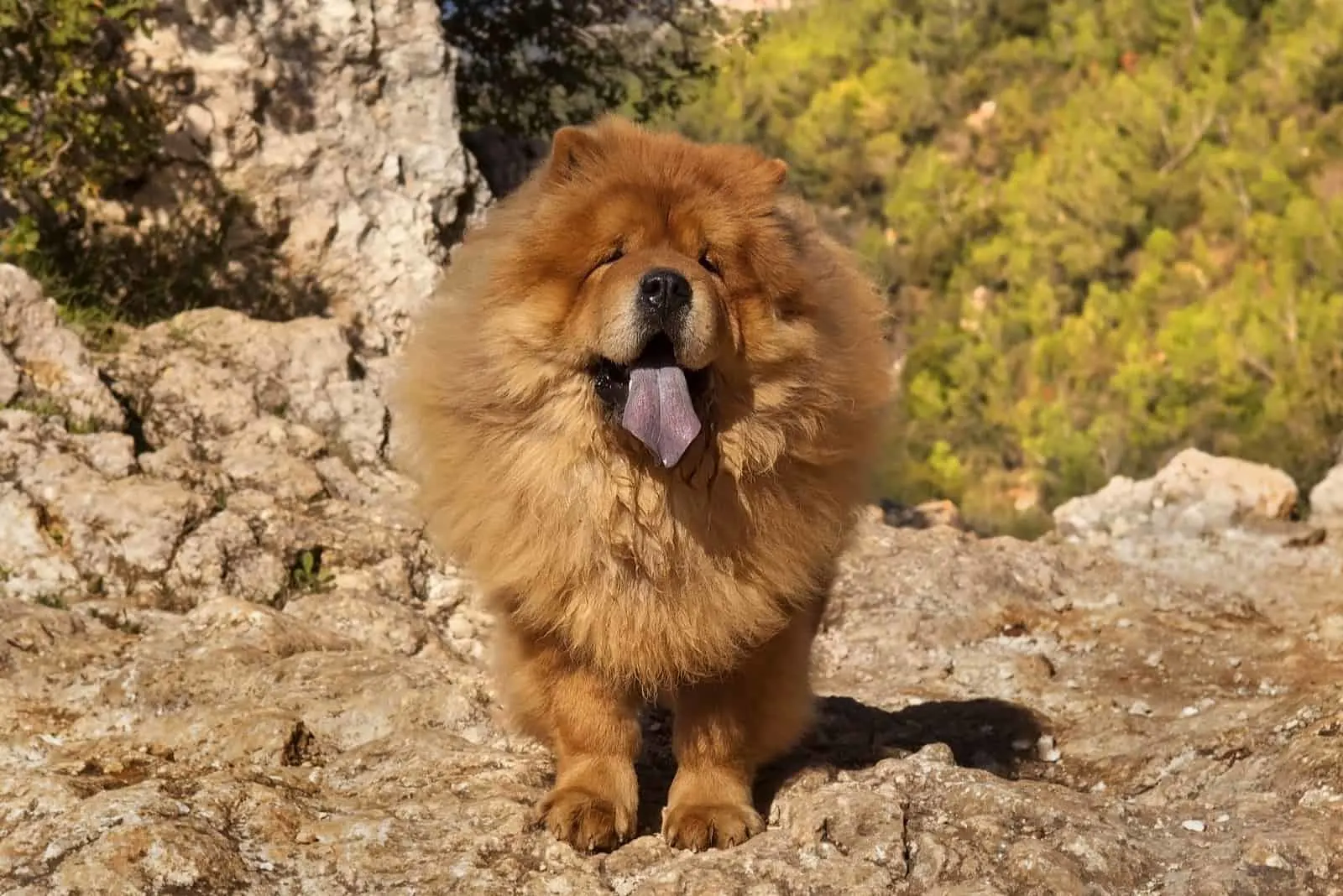 chow chow dog standing on a rock