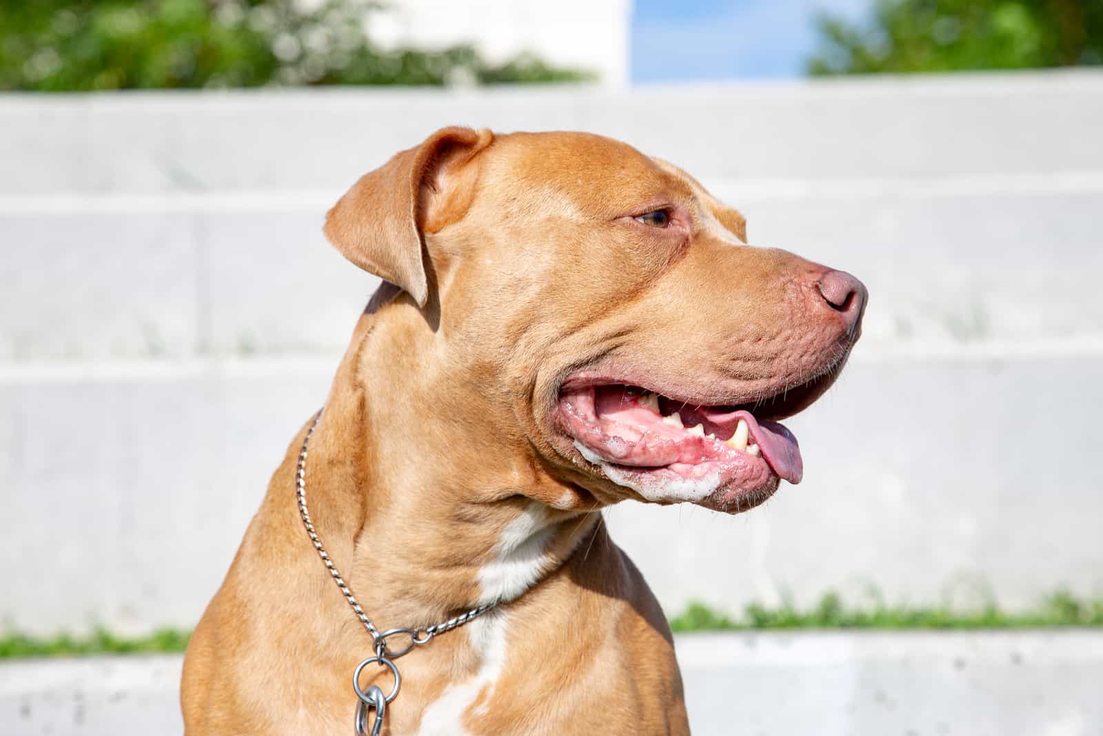 close up of champagne pitbull looking away