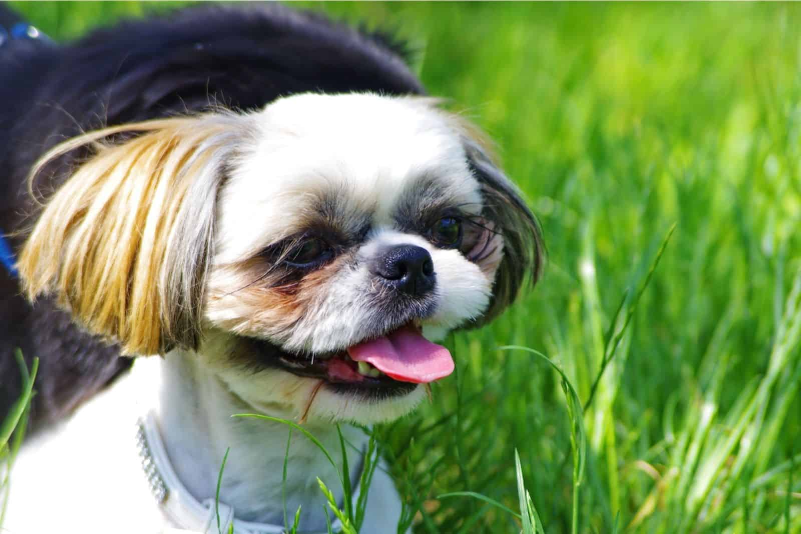 closeup portrait Shih Tzu against the background of grass