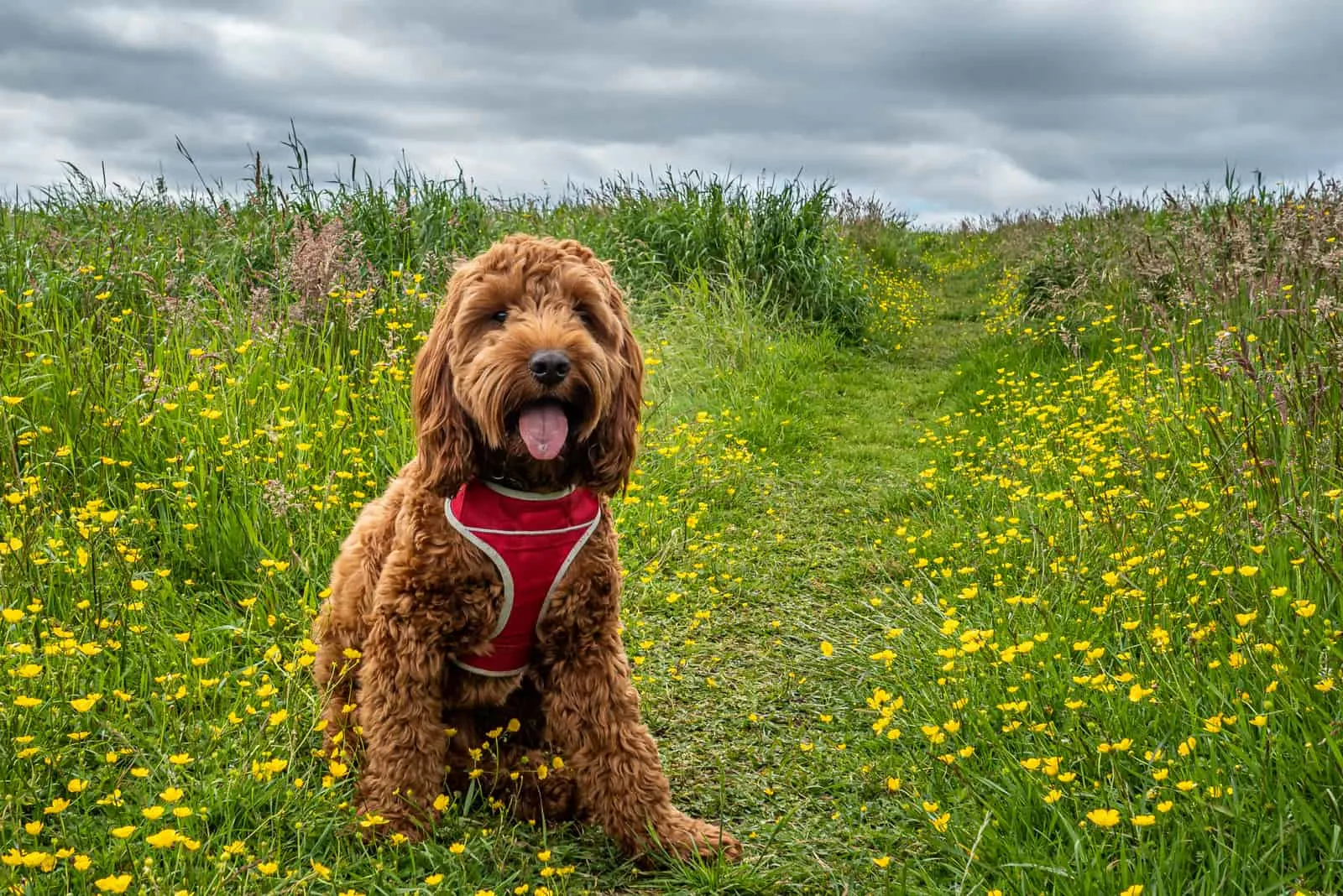cockapoo sitting on a path in a field of wild flowers