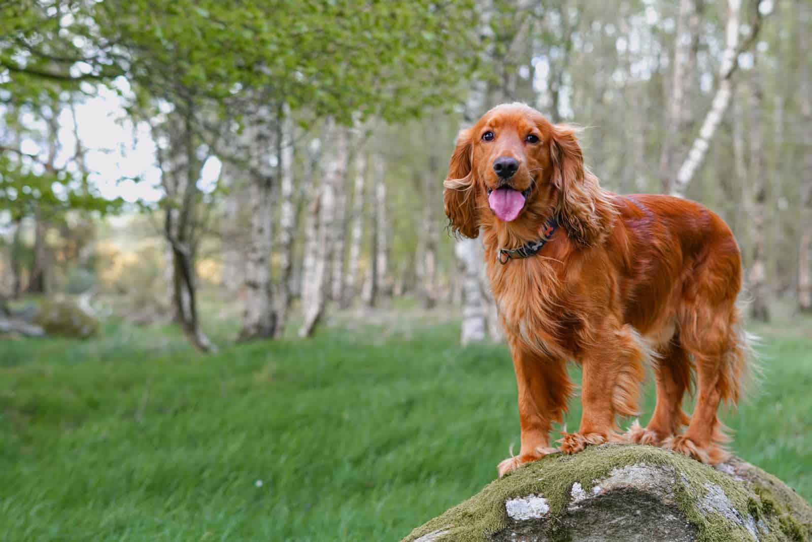 cocker spaniel dog standing on the stone in the forest